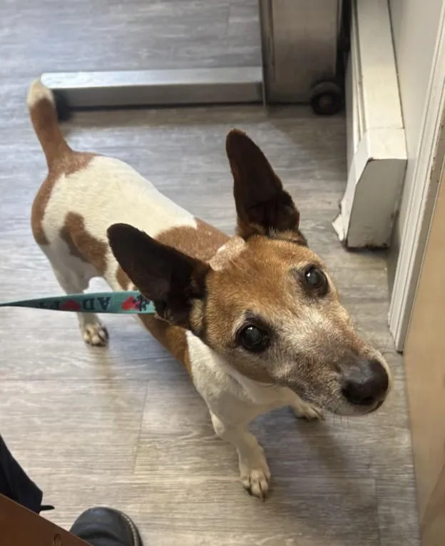 A senior small-sized male White / Cream Jack Russell Terrier dog named Jake in Maine for adoption in Cumberland, ME
