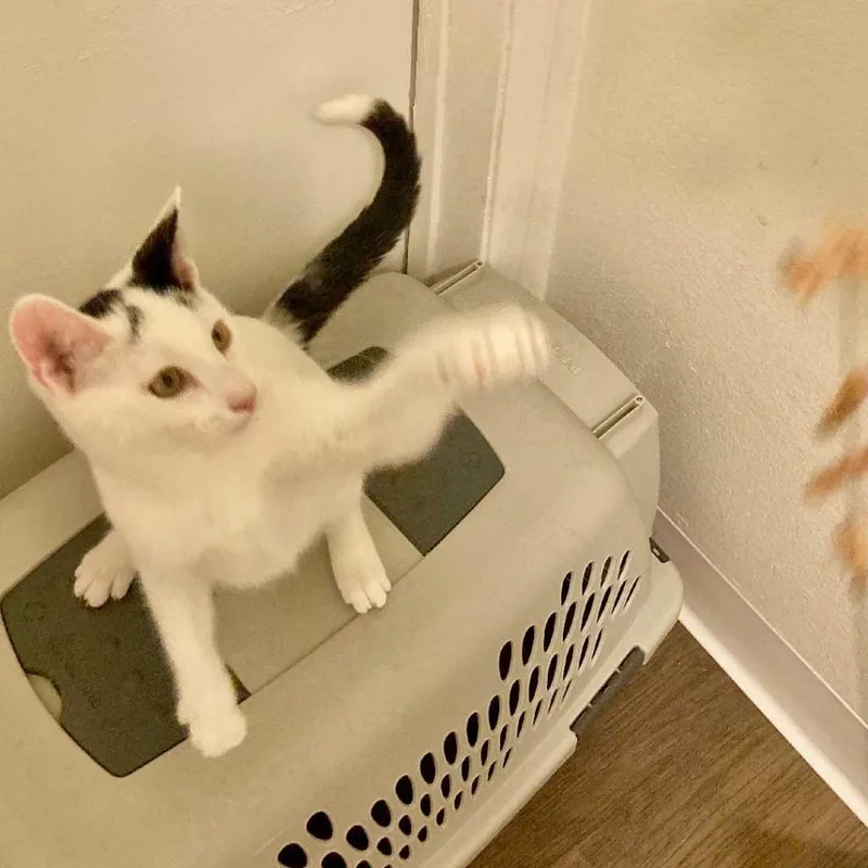 An adult extra large-sized male Domestic Short Hair cat named Bunny for adoption in Los Angeles, CA