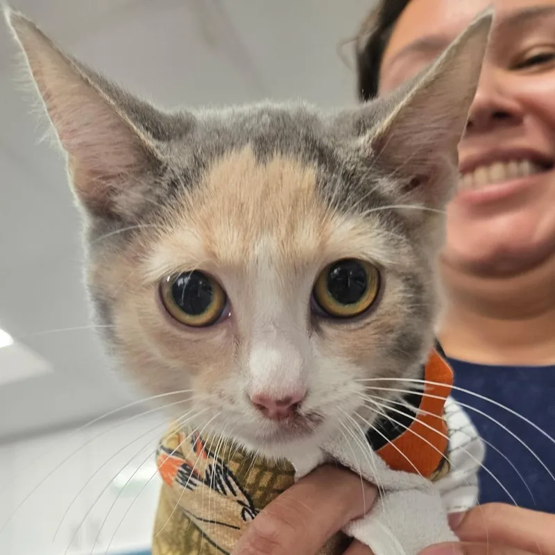 A baby small-sized female Calico Domestic Short Hair cat named Watson for adoption in Newark, NJ