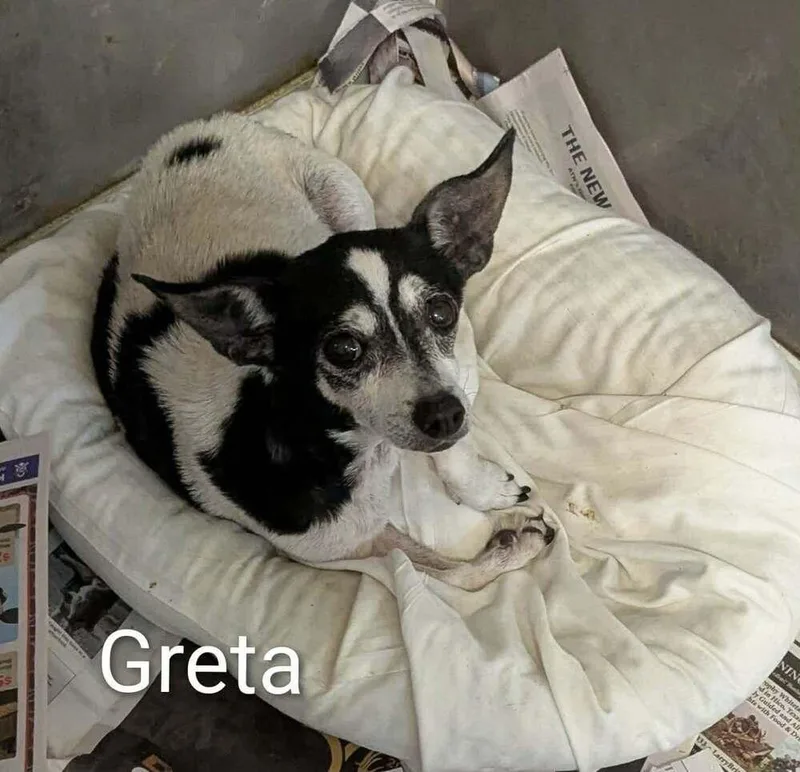 An adult small-sized female Tricolor (Brown, Black, & White) Chihuahua dog named Greta for adoption in Plymouth, MI
