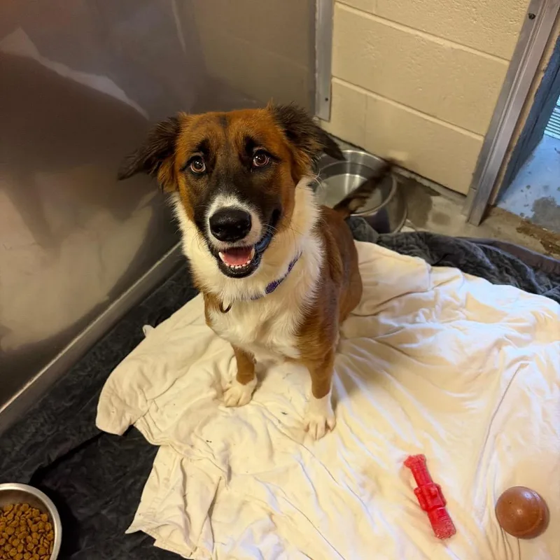 A young medium-sized female Yellow / Tan / Blond / Fawn Australian Shepherd dog named Hanna for adoption in Wilmington, DE