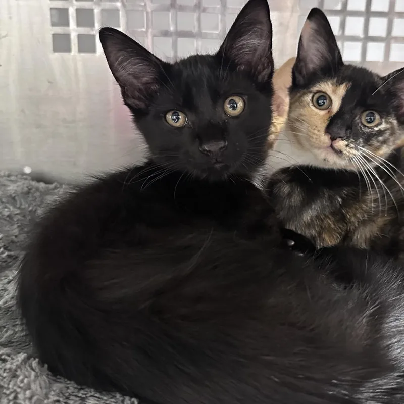 A baby small-sized male Black Domestic Short Hair cat named Sailor for adoption in Mount Vernon, IN