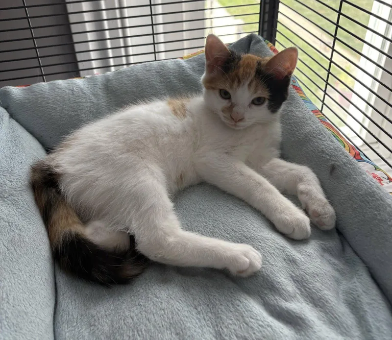 A young medium-sized female Domestic Short Hair cat named Ladybug for adoption in Trexlertown, PA