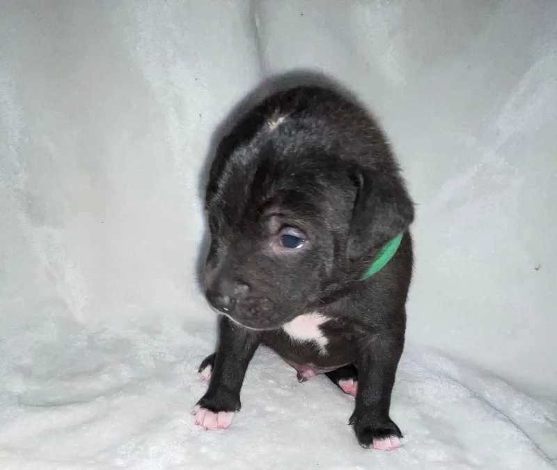 A baby small-sized male Pit Bull Terrier dog named Chibs for adoption in Discovery Bay, CA