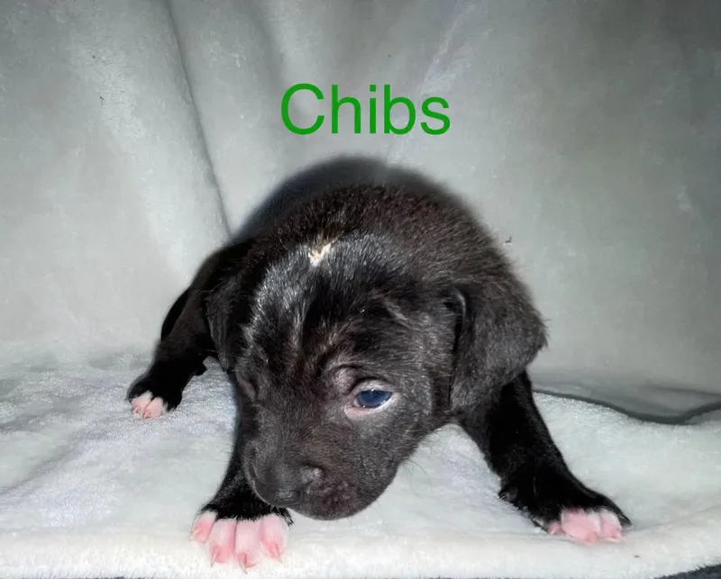 Chibs thumbnail 2