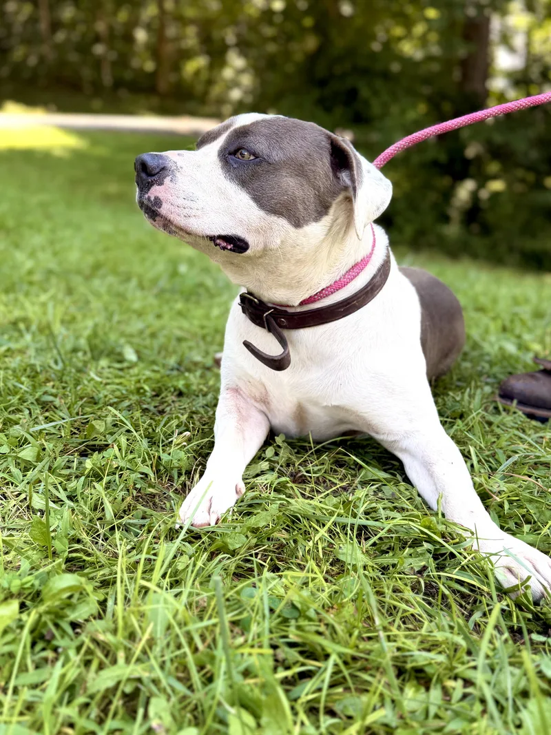 An adult medium-sized male White / Cream American Staffordshire Terrier dog named Boss Transport for adoption in Gradyville, KY