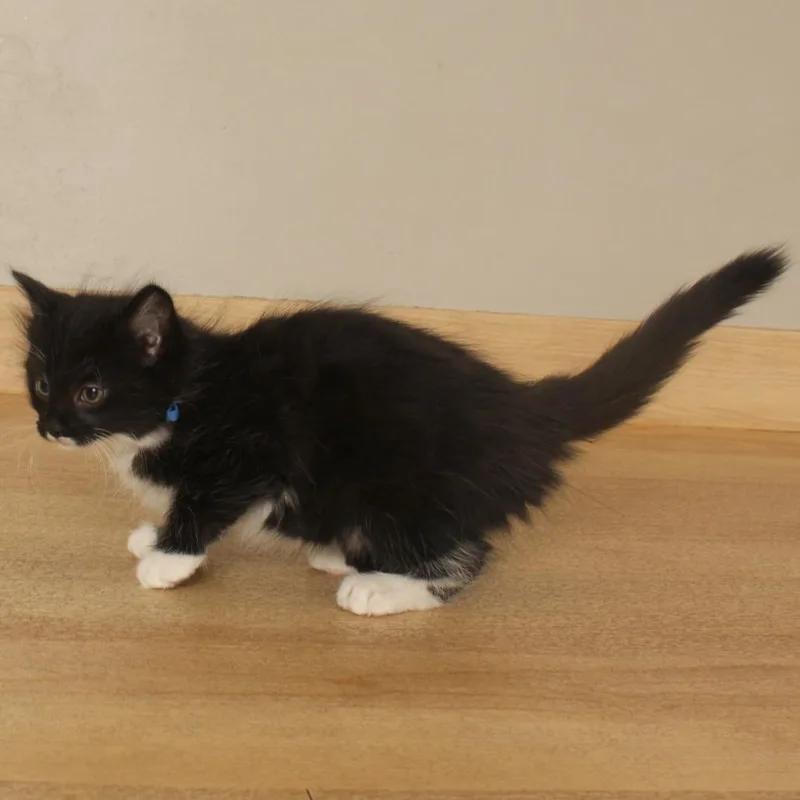 A baby small-sized female Domestic Medium Hair cat named Martin C for adoption in Minnetonka, MN