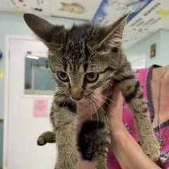 A baby small-sized female Brown / Chocolate Domestic Short Hair cat named Krystal for adoption in Marble, NC