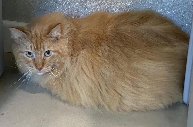 Jackolantern thumbnail 2