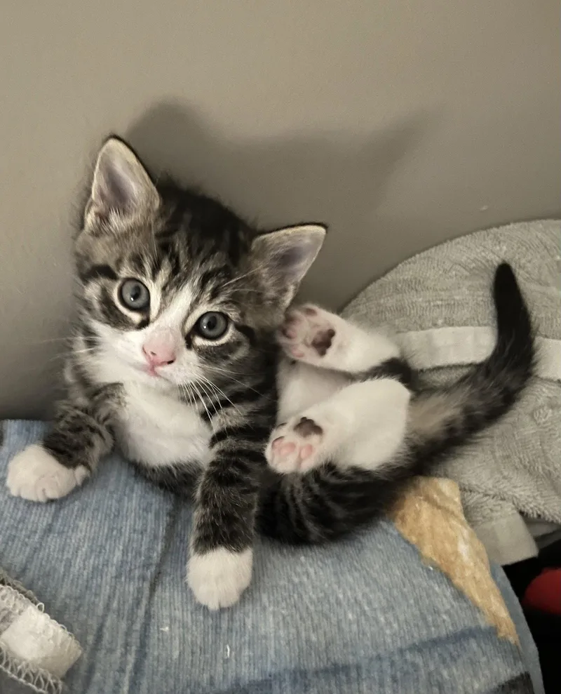 A baby medium-sized female Domestic Short Hair cat named Chestnut for adoption in Trenton, NJ