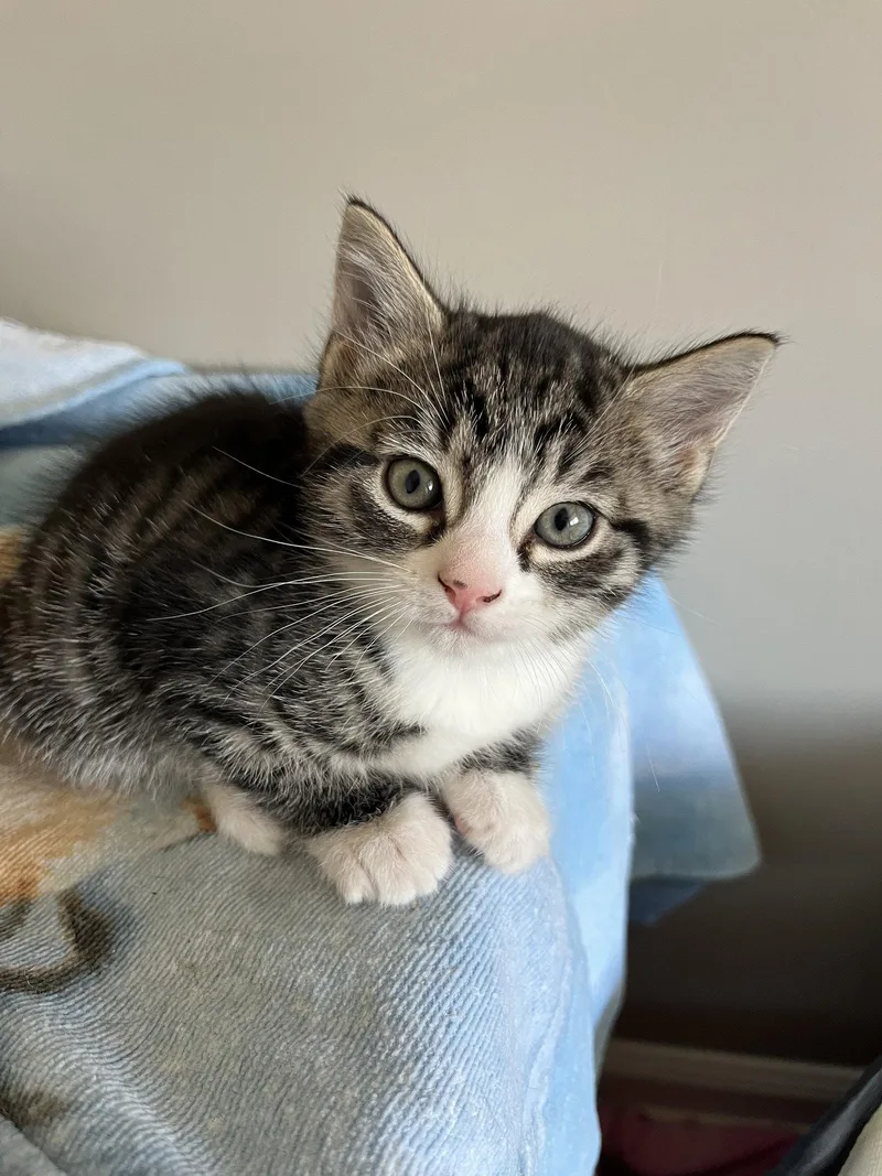 Chestnut thumbnail 2