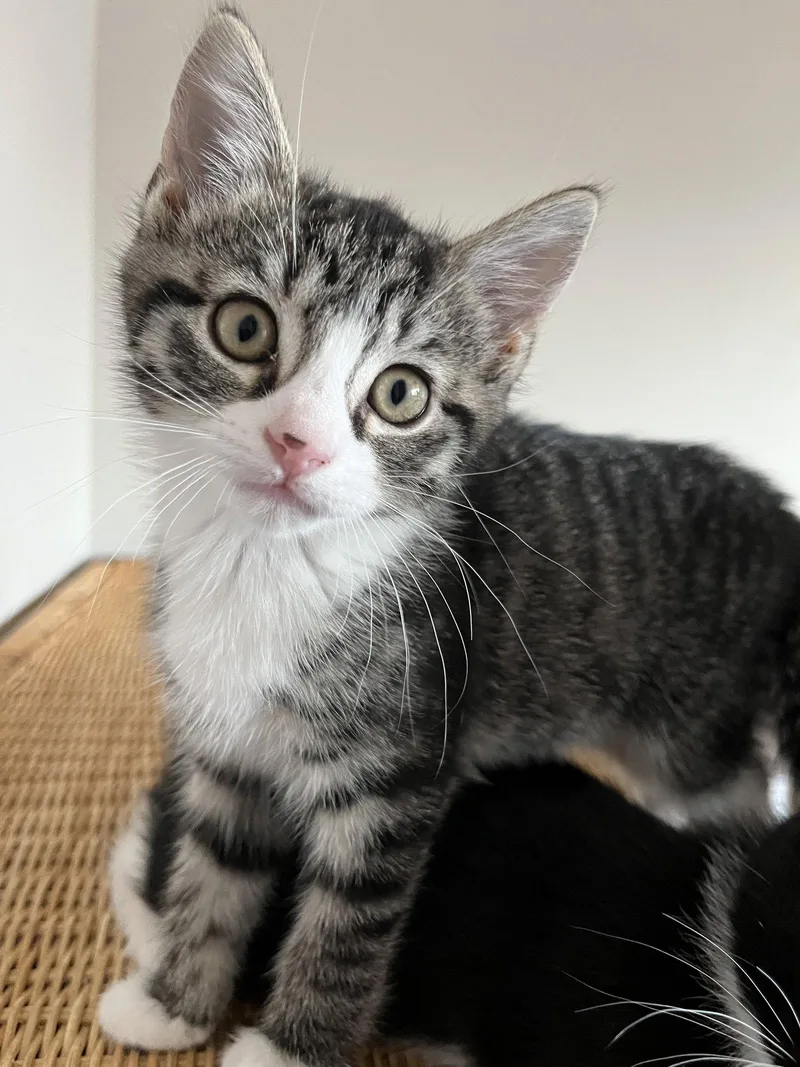 Chestnut thumbnail 3