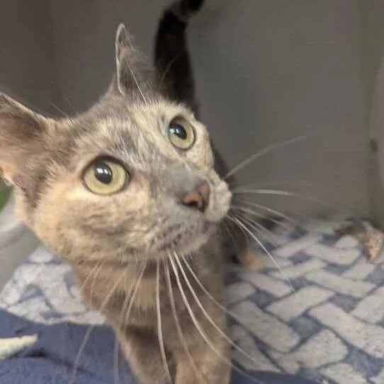 An adult medium-sized female Gray / Blue / Silver Domestic Short Hair cat named Rosie for adoption in Dayton, OH