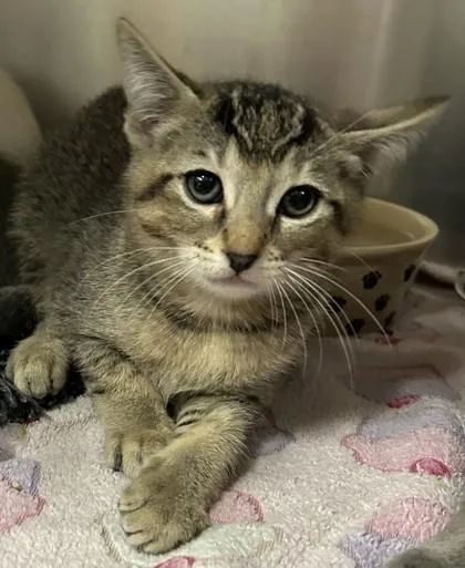 A young small-sized male Domestic Short Hair cat named Papaya for adoption in Phoenix, AZ