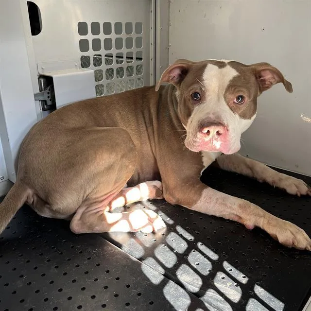 A young medium-sized male Pit Bull Terrier dog named Clooney for adoption in Charlotte, NC
