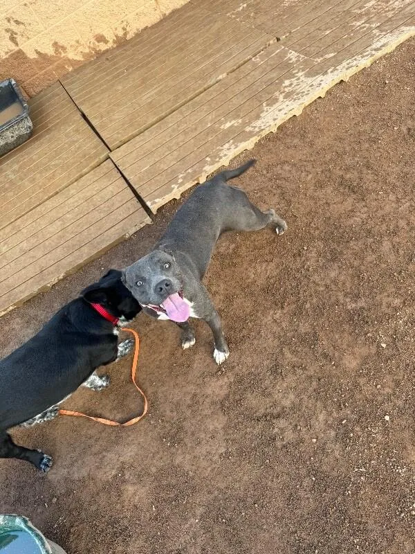 An adult medium-sized female Gray / Blue / Silver Pit Bull Terrier dog named Venus for adoption in Hobbs, NM