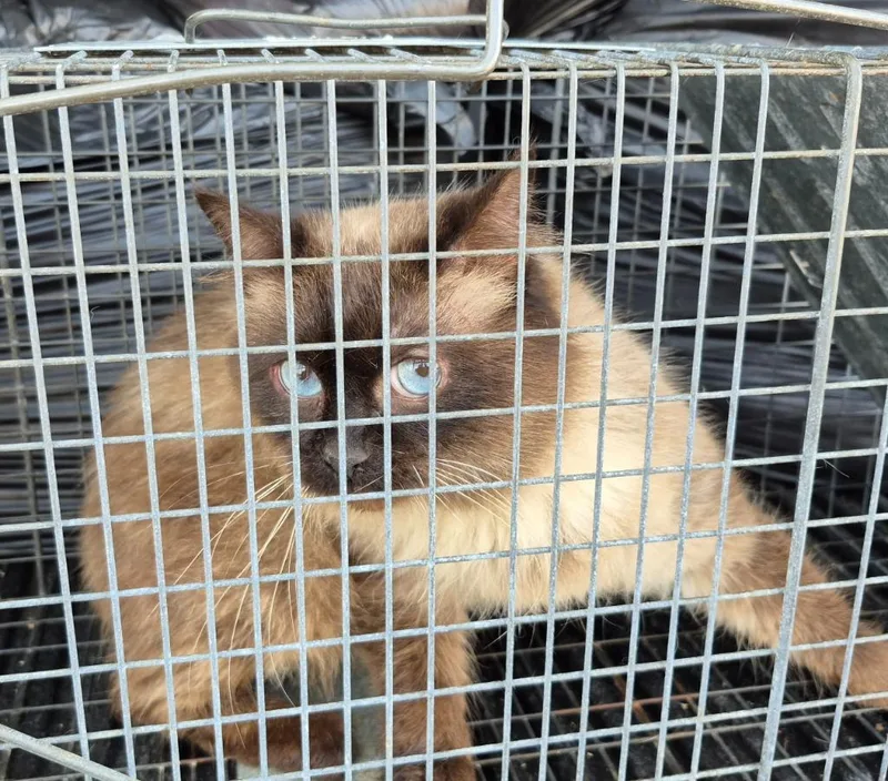 An adult small-sized male Siamese cat named Snapdragon for adoption in East Ridge, TN