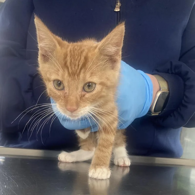 A baby small-sized male Orange / Red Domestic Medium Hair cat named Tarzan for adoption in Chapel Hill, NC