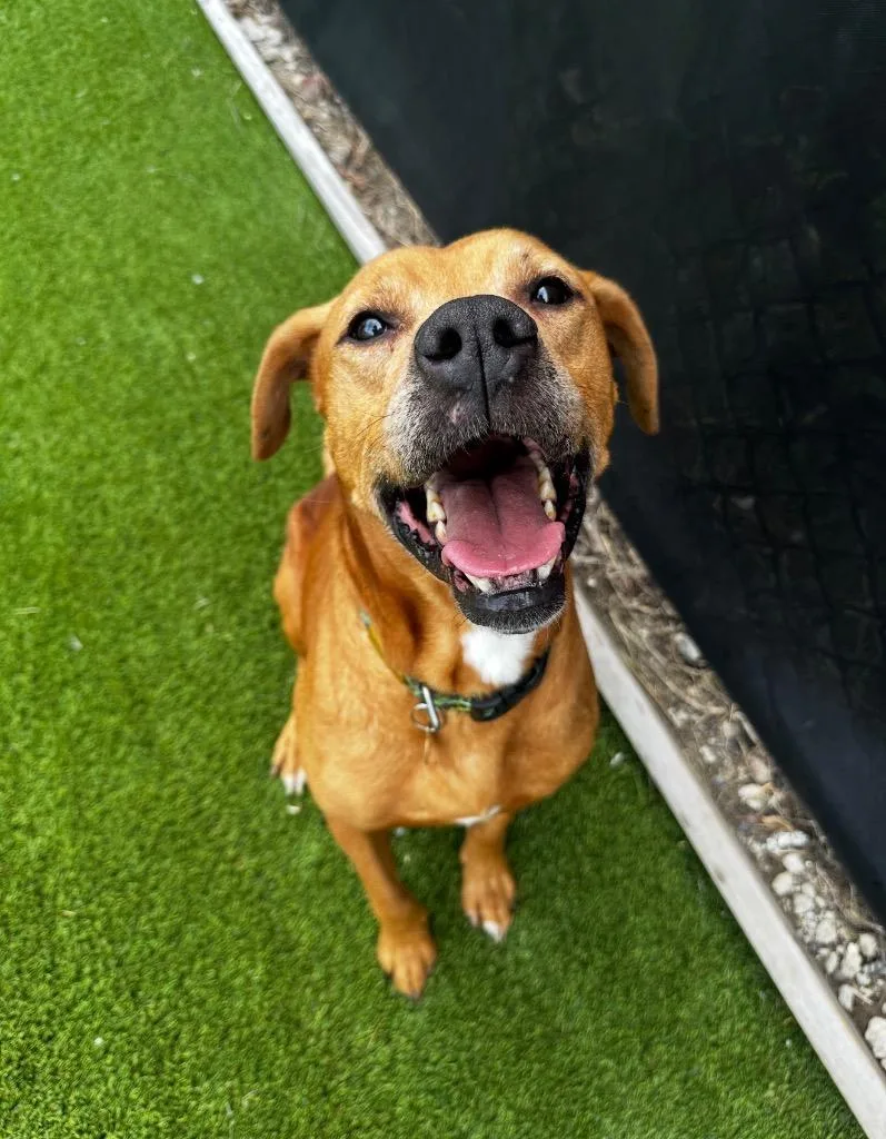A senior large-sized male Mixed Breed dog named Trader Joe for adoption in Detroit, MI