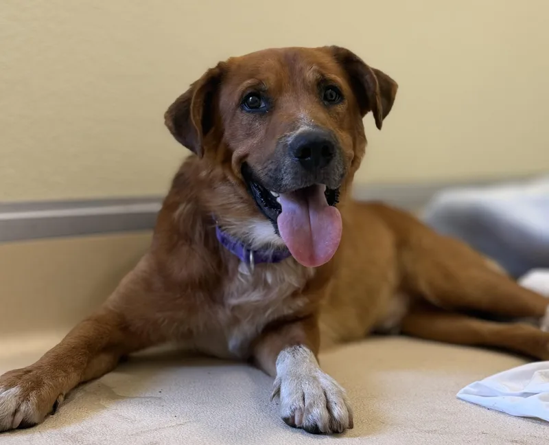 An adult medium-sized male Retriever dog named Pheonix for adoption in Pawleys Island, SC