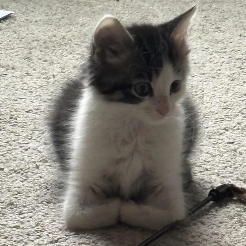 A baby small-sized male Gray / Blue / Silver Domestic Short Hair cat named Eddie for adoption in Ashland, VA
