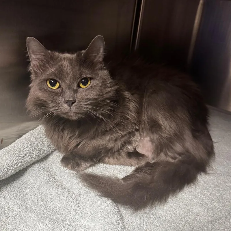 An adult medium-sized female Gray / Blue / Silver Persian cat named Lily for adoption in Brookfield, WI
