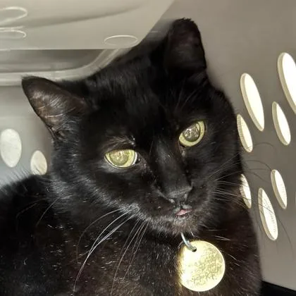 A senior medium-sized female Black Domestic Short Hair cat named Halys for adoption in Lansing, MI