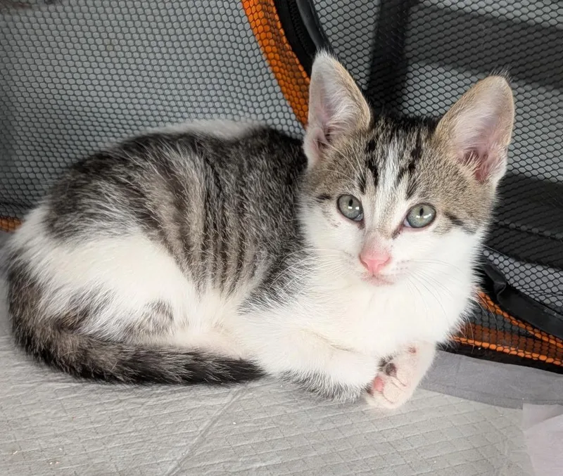 A baby small-sized male Domestic Short Hair cat named Hoover for adoption in Wintersville, OH