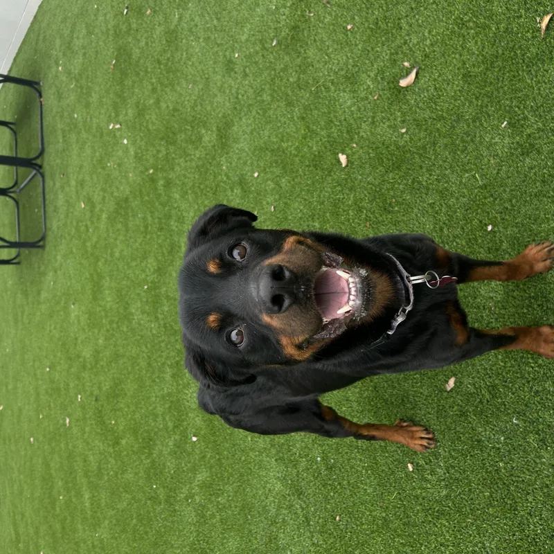 An adult large-sized female Rottweiler dog named Duey for adoption in Detroit, MI