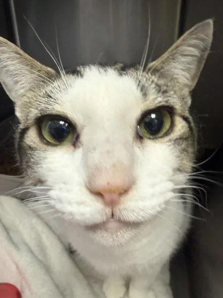 An adult small-sized female Domestic Short Hair cat named Miss Wiggles for adoption in Salisbury, MD