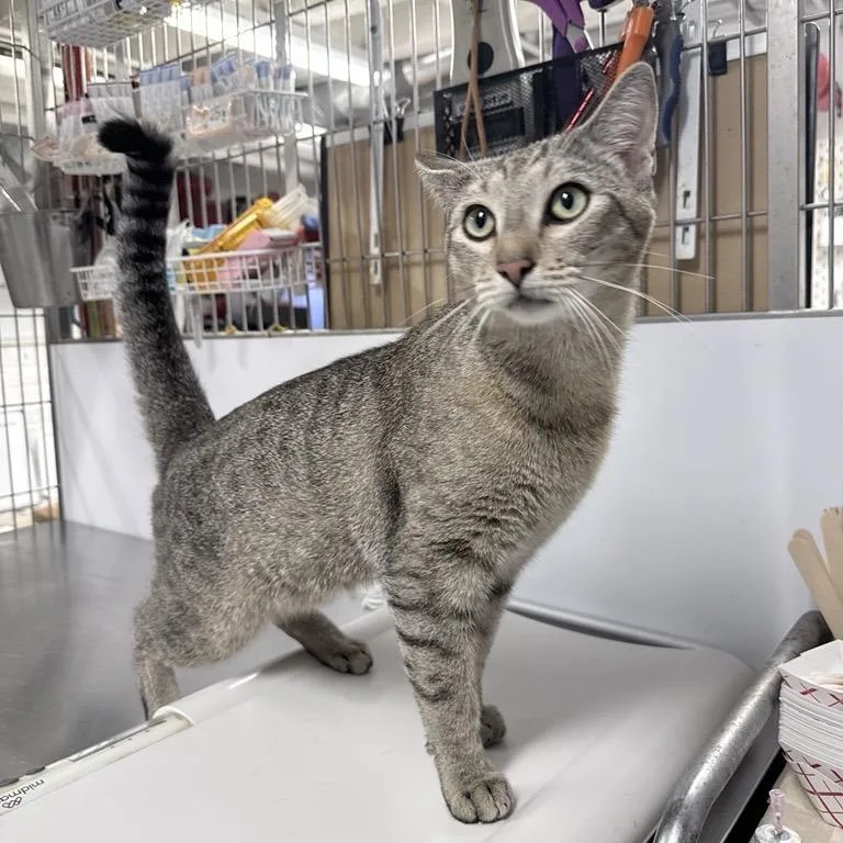 An adult medium-sized male Brown / Chocolate Domestic Short Hair cat named Winston for adoption in New York, NY