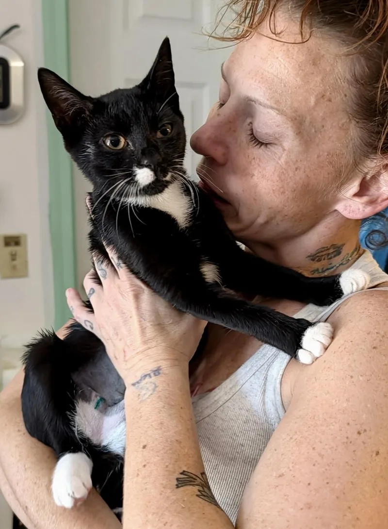 A baby small-sized female Black & White / Tuxedo Domestic Short Hair cat named Socks for adoption in Johnson City, TN