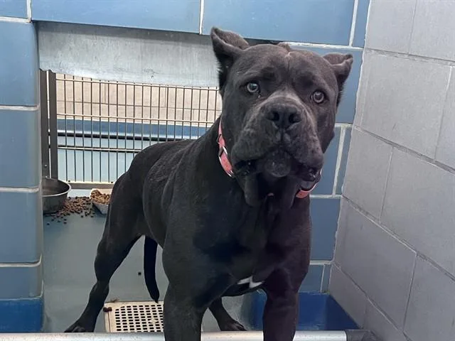 An adult extra large-sized female Neapolitan Mastiff dog named Kira for adoption in Dallas, TX