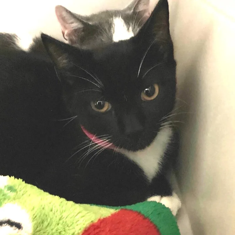 A baby small-sized female Black Domestic Short Hair cat named Louise for adoption in Lakeland, FL