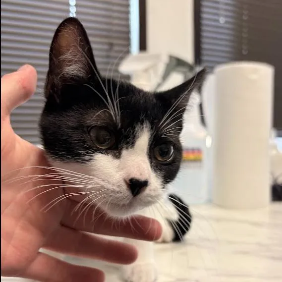 A baby small-sized female Black Domestic Medium Hair cat named Excited Utterance for adoption in St. Paul, MN