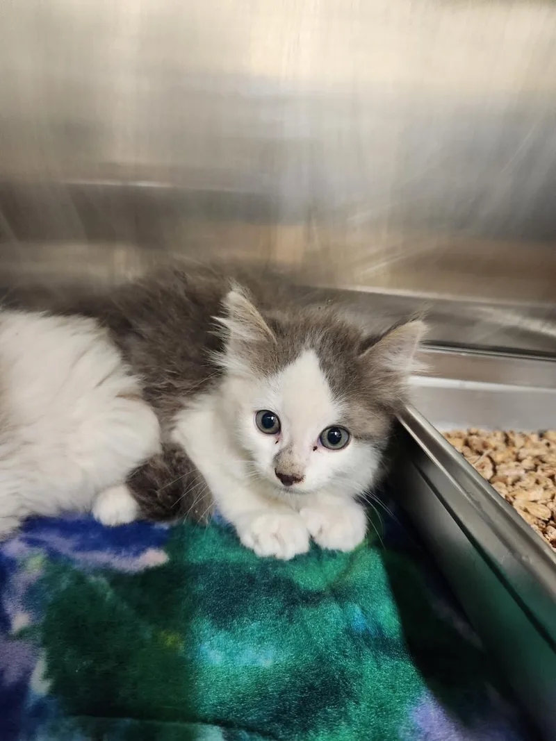 A baby small-sized male Domestic Medium Hair cat named Early Grey for adoption in Hagerstown, MD