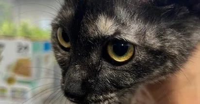 A baby small-sized female Domestic Short Hair cat named Alli for adoption in Anoka, MN