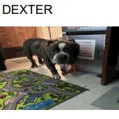 Dexter