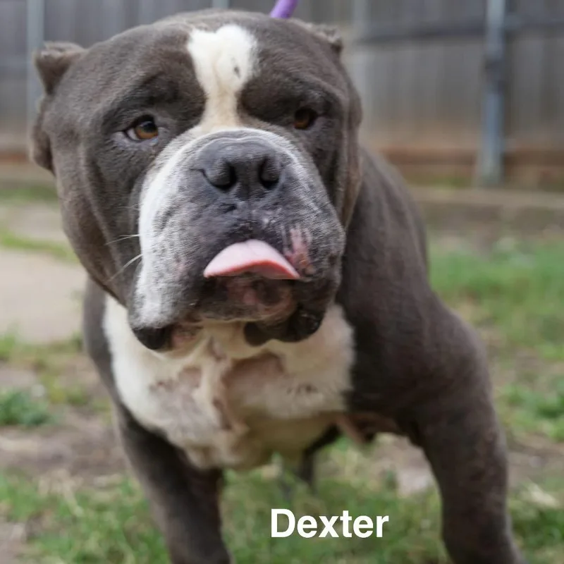 Dexter thumbnail 2