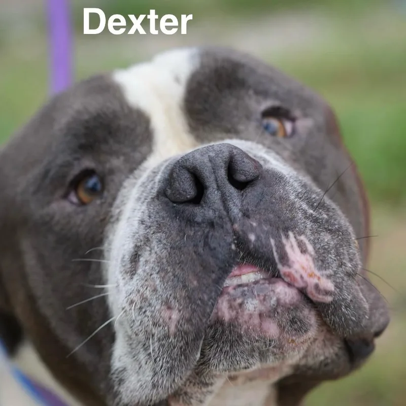 Dexter thumbnail 3