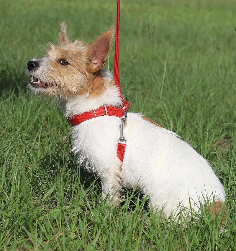 A baby small-sized female Jack Russell Terrier dog named Coffee for adoption in North Fort Myers, FL