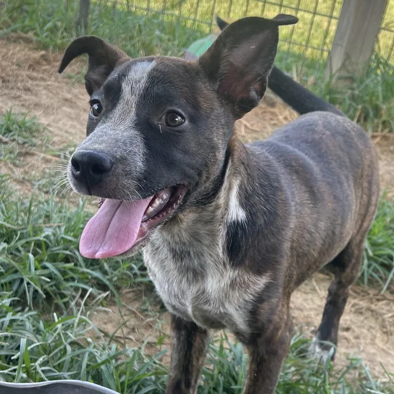 A baby medium-sized female Brindle Mixed Breed dog named Chunky for adoption in West Point, MS
