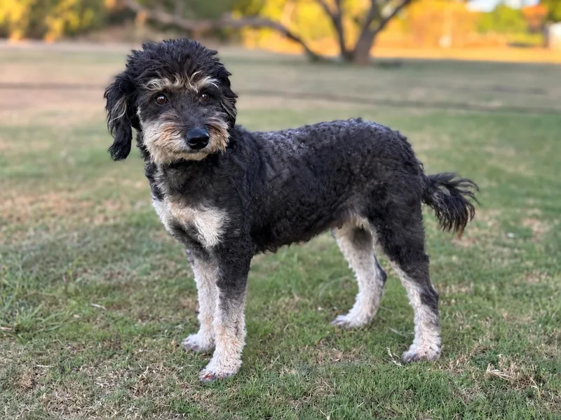 An adult small-sized female Poodle dog named Emmie for adoption in Helotes, TX