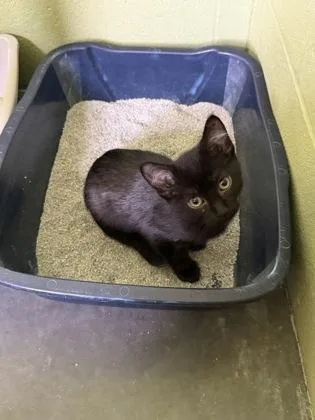 A baby small-sized male Domestic Short Hair cat named Gogurt for adoption in Independence, MO