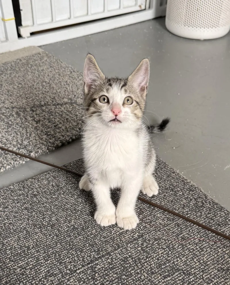 A baby medium-sized male Tabby (Brown / Chocolate) Domestic Short Hair cat named Benedict for adoption in Jefferson, LA