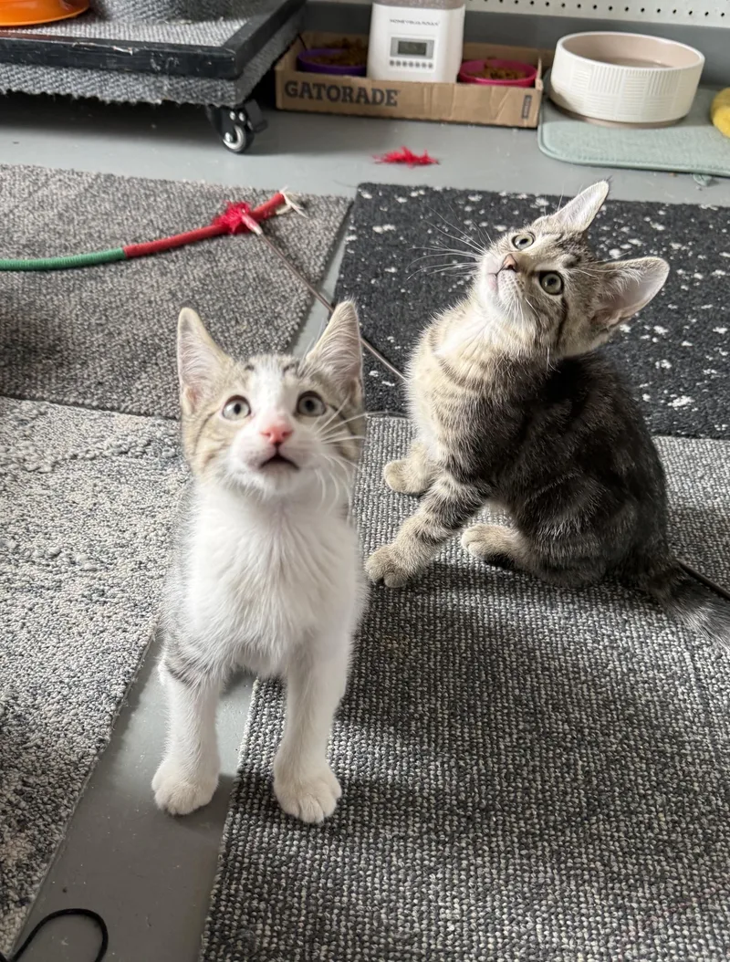 Benedict thumbnail 2