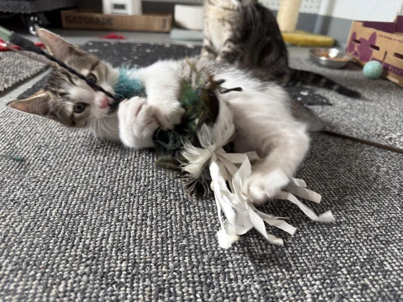 Benedict thumbnail 3