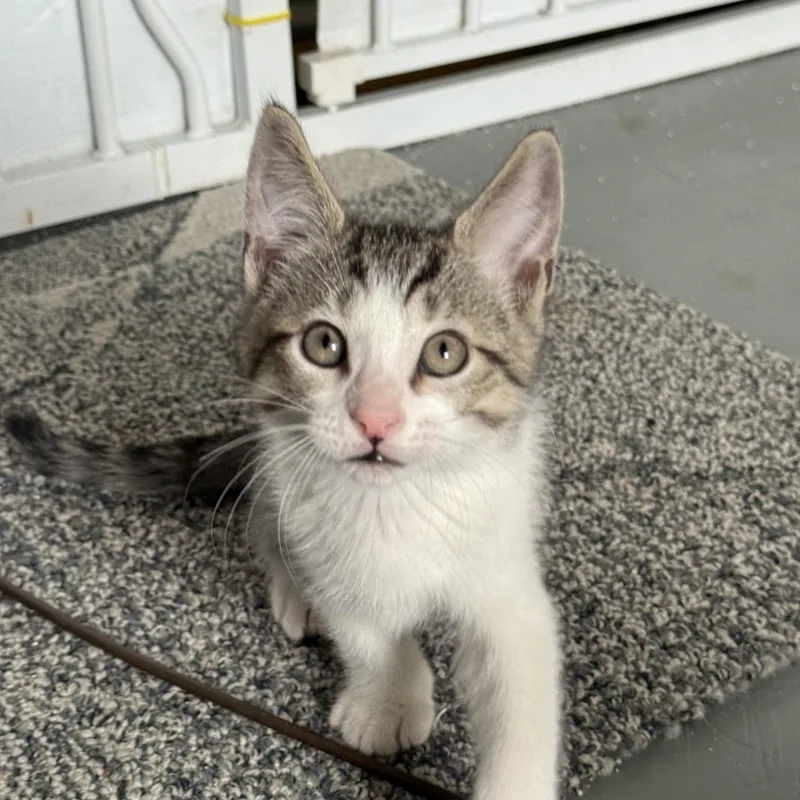 Benedict thumbnail 4