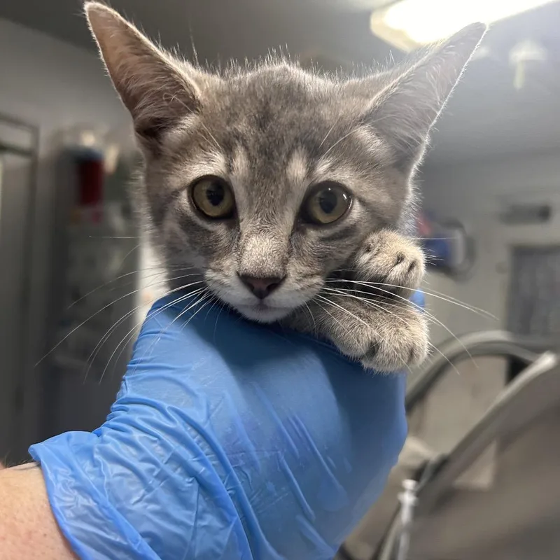 A baby small-sized male Gray / Blue / Silver Domestic Short Hair cat named Graham for adoption in Summerville, SC