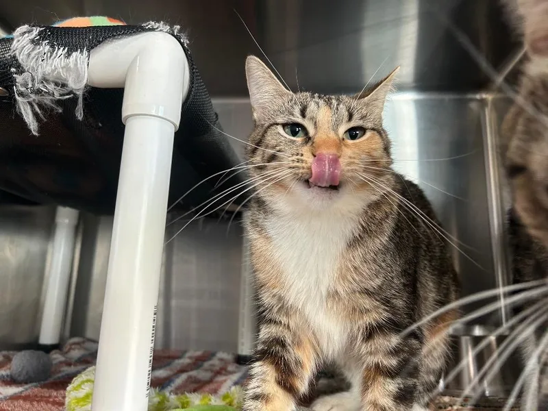 Gm Keki  Gm thumbnail 2